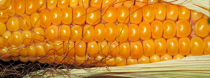 Qué es un organismo transgénico