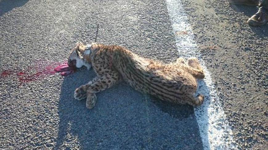 El lince ibérico ‘acorralado’ por los atropellos y la falta de conejo