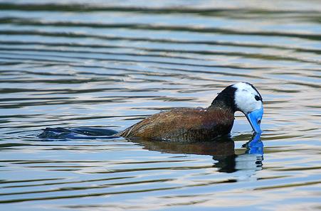 La Junta de Extremadura aprueba la cesión de especies de fauna silvestre protegida