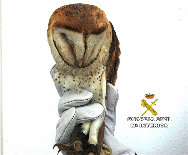 Recuperan una lechuza que se encontraba desorientada