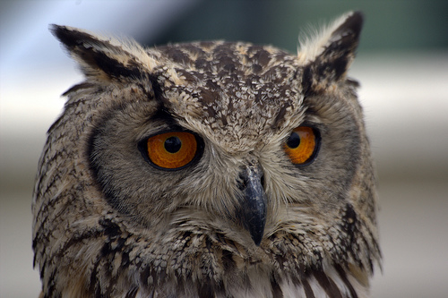 Medio Ambiente presenta nuevos planes para la preservación de las especies amenazadas