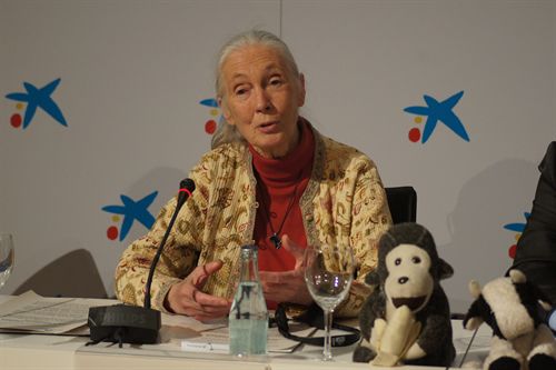 Jane Goodall no frenará su actividad