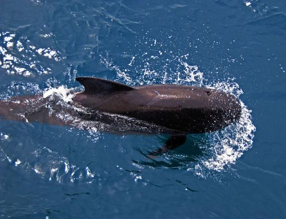 Voluntarios intentan devolver al mar a 15 ballenas piloto varadas en una playa tras la muerte de otras 43