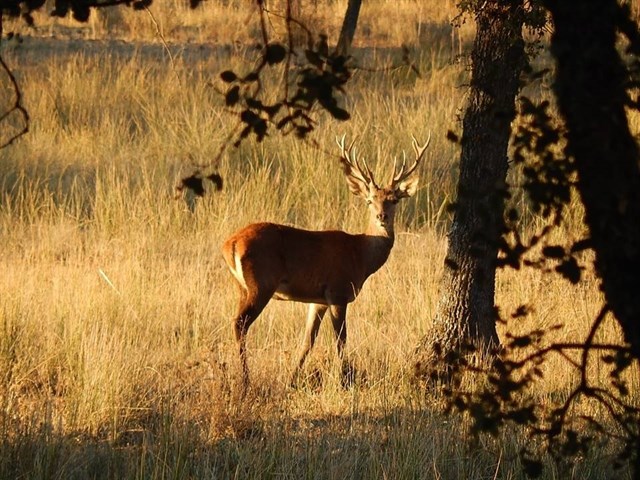 La berrea en Toledo ‘colabora’ contra el cáncer
