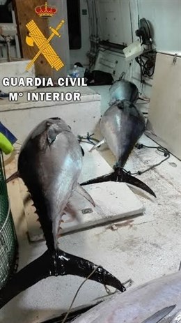 Intervenidos en el puerto de Roquetas 28 atunes rojos pescados de forma ilegal