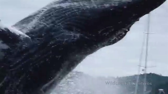 El ‘baile’ de las ballenas (Vea VIDEO)
