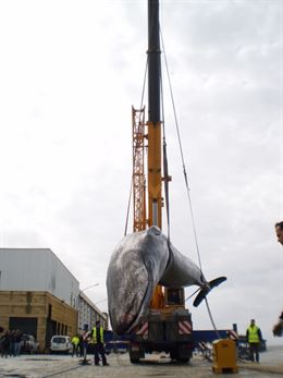 Estudian las posibles causas de la muerte del ejemplar de ballena aparecida en el puerto de Huelva