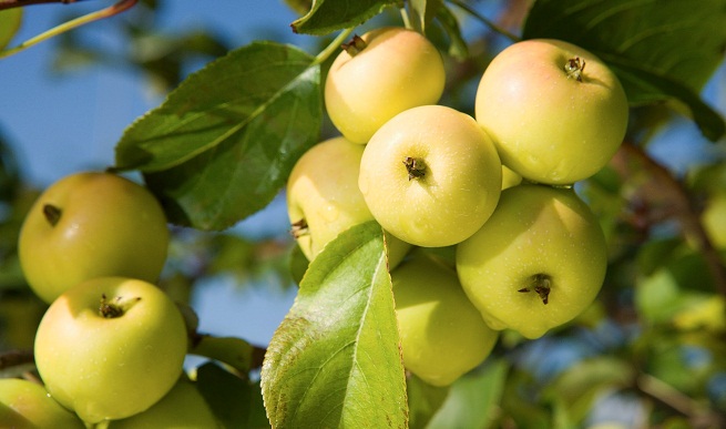 Fertilizantes férricos ‘ecológicos’