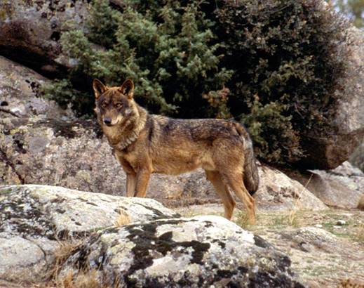 Debería considerarse el lobo una especie en peligro de extinción en Andalucía