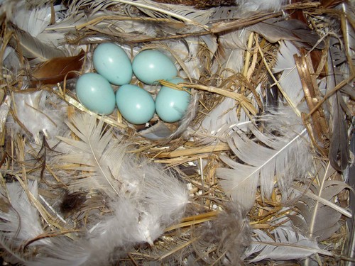 Demostrado el efecto antibacteriano de las plumas en la construcción de nidos