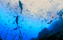 Desarrollo sostenible de los océanos