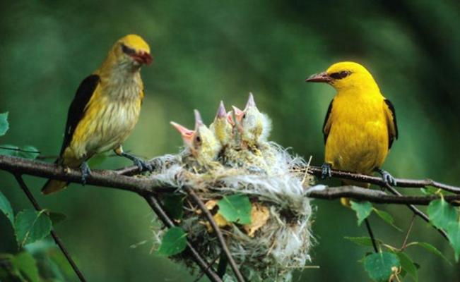 El ruido del tráfico reduce la respuesta de los pájaros al peligro