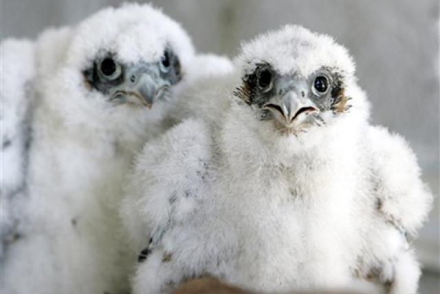 Los halcones de Barcelona crían 63 polluelos desde 1999