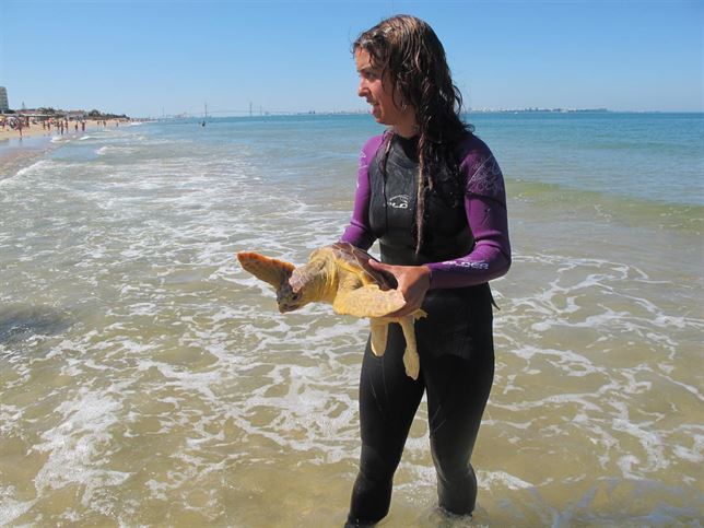 Andalucía libera tres tortugas bobas rehabilitadas