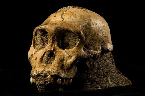 El Australopithecus sediba allanó el camino hacia el género Homo