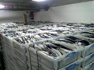 Se sancionará a Islandia y Feroe por sobrepesca de caballa