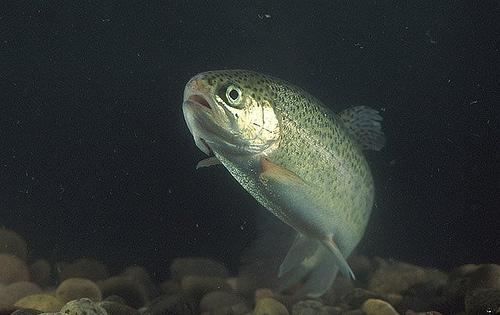 La población de trucha común aumenta más de un 15% en dos años en Navarra