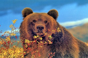 Polémica en Canadá por la caza de primavera del oso grizzly