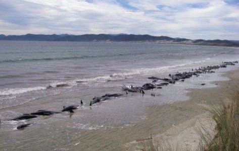 34 ballenas encallan en Nueva Zelanda