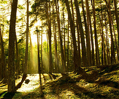 Abren una oficina en el Caribe Norte para rescatar los bosques