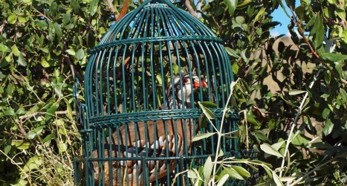 Cazadores de Castilla – La Mancha recurren la prohibición de cazar perdiz con reclamo