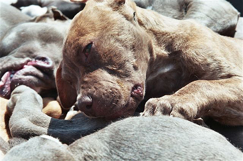 Un cazador deja morir de hambre a sus perros