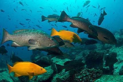 “Queremos Cabo Pulmo vivo”