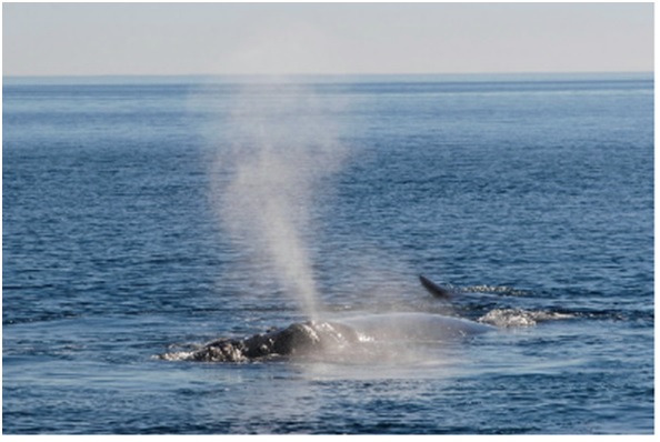 Ballenas y salmones del sur chileno: es posible la convivencia