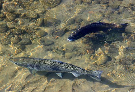 Industria salmonera no se da por vencida