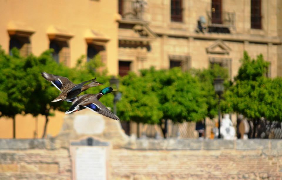 Resultados del concurso de fotografía de naturaleza urbana organizado por el Grupo Ciudades Patrimonio y SEO/BirdLife
