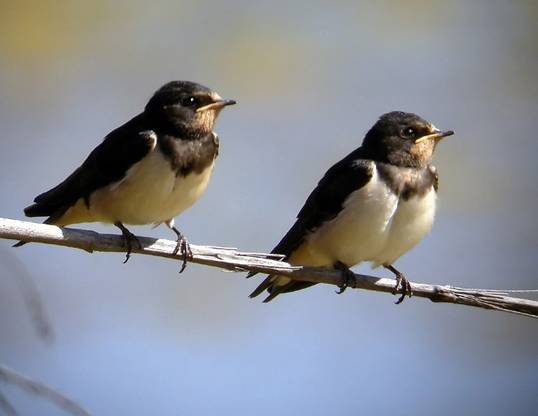 Un grupo de golondrinas marcadas recorre 3.500 kilómetros en 40 días