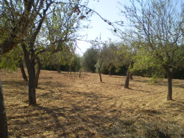 El PP insta al Gobierno en el Congreso a aprovechar la repoblación de bosques para crear más empleo en el sector