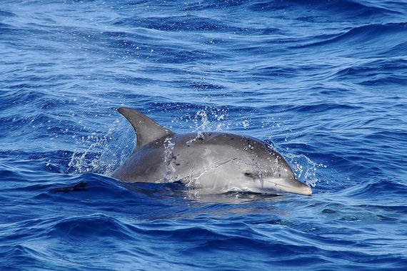 Nueva tecnología gallega detecta a los cetáceos a través de sus sonidos