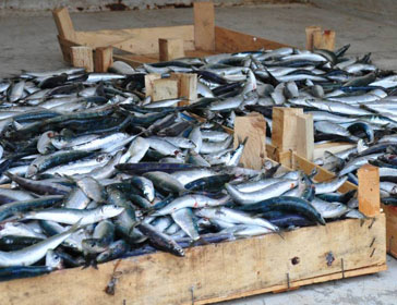 Europa expedienta a España por retrasos en aprobar planes de gestión de pesca en el Mediterráneo