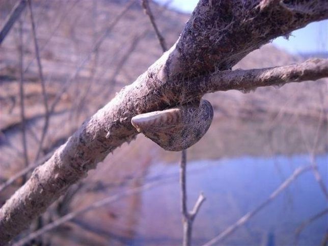 Embalses del Ebro afectados por mejillón cebra y caracol manzana reducirán la navegación de embarcaciones