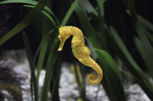 Arrecifes artificiales para proteger la vida marina