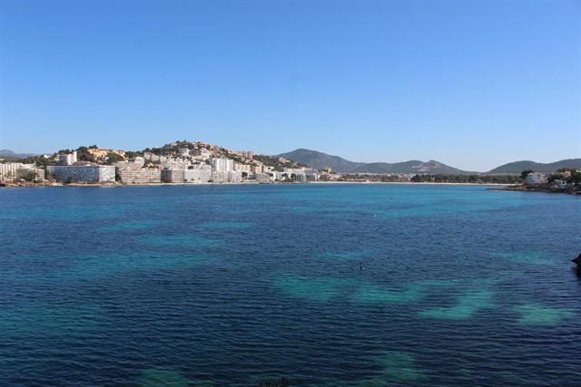 Calvià advierte de que la posidonia de Santa Ponça y Portals Vells está en estado "desfavorable"