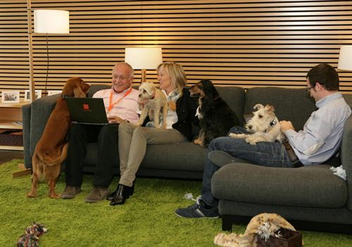 Con el perro al trabajo