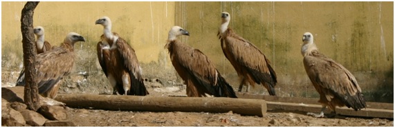 Encontrados dos buitres leonados heridos en el Centro de Tratamiento de Residuos Sólidos Urbanos de Urraca Miguel-Ávila