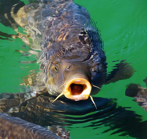 Aparecen decenas de carpas muertas en el Ebro