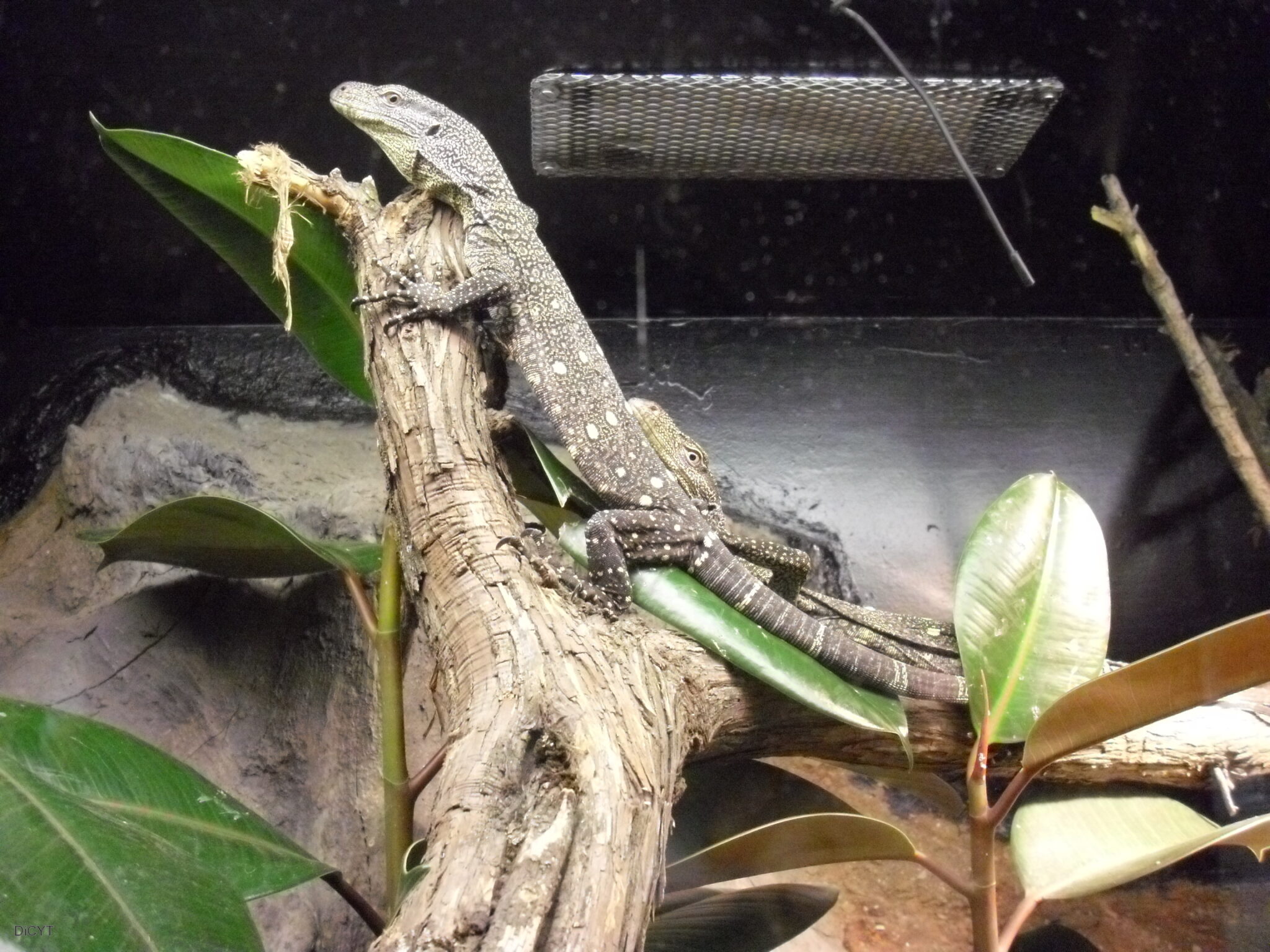 Una colección de especies vivas para mostrar los secretos de la biodiversidad