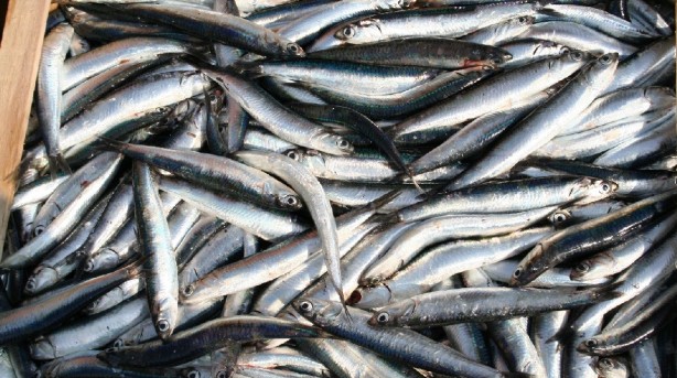 Oceana celebra la recuperación de la anchoa... pero