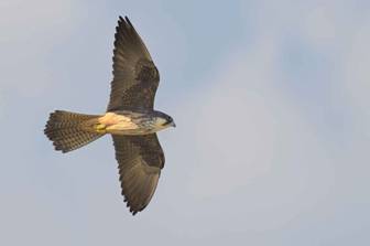 Quieres avistar un halcón de Eleonora