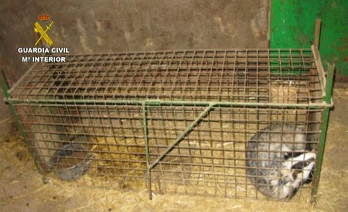 Incautan en Vidayanes (Zamora) un tejón que usaban para entrenar a perros de caza