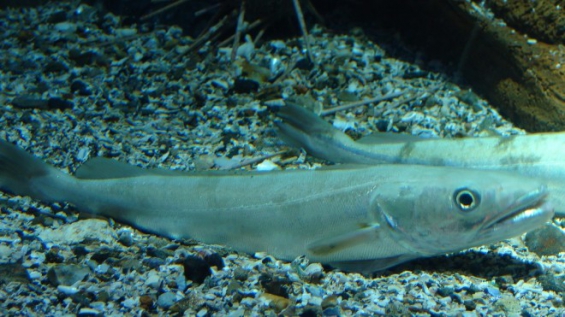 Proponen celebrar por primera vez el Día de la Merluza Chilena