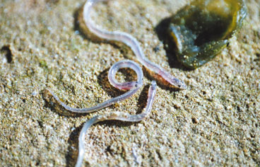 Arranca la repoblación de los ríos de Cantabria con alevines de angula