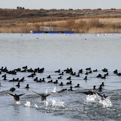 Un vertido provoca un "gran" daño ecológico en una laguna de Toledo
