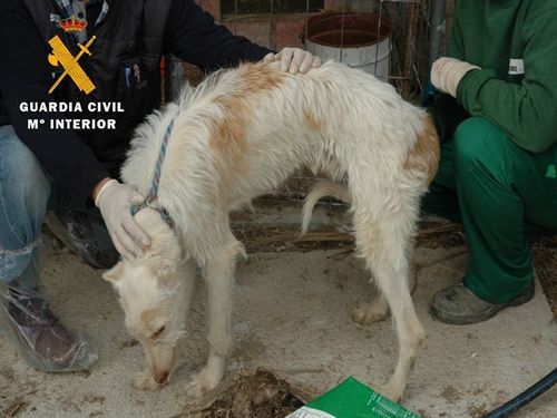 Más maltrato animal