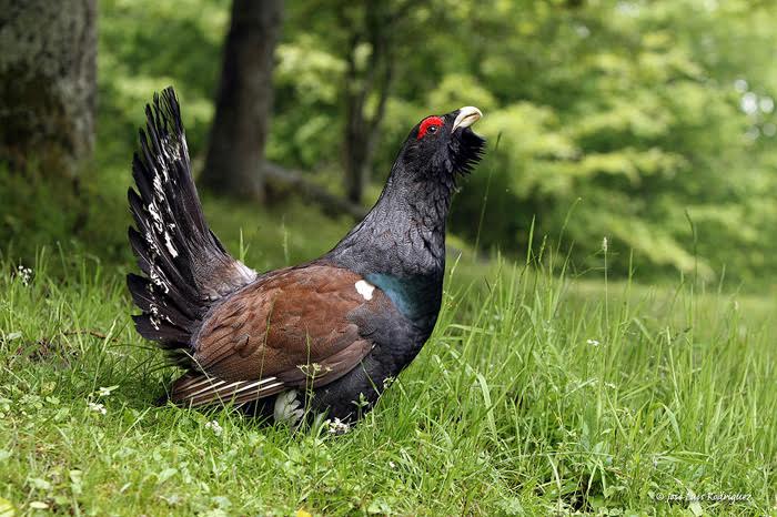 El urogallo ‘desaparece’ de Galicia