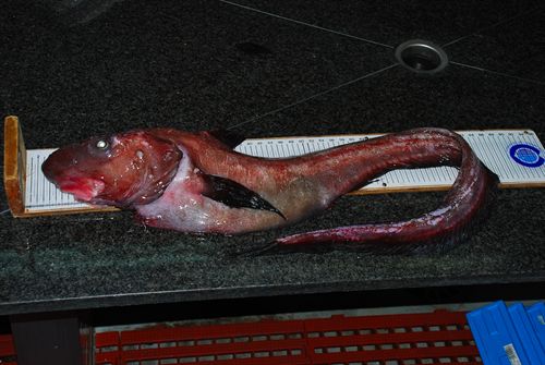 Capturan frente a la costa coruñesa un pez de una especie extraña